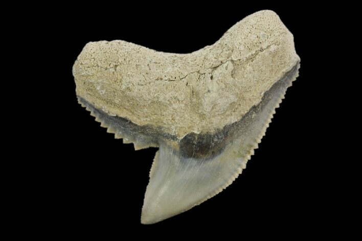 Fossil Tiger Shark (Galeocerdo) Tooth - Aurora, NC #179032